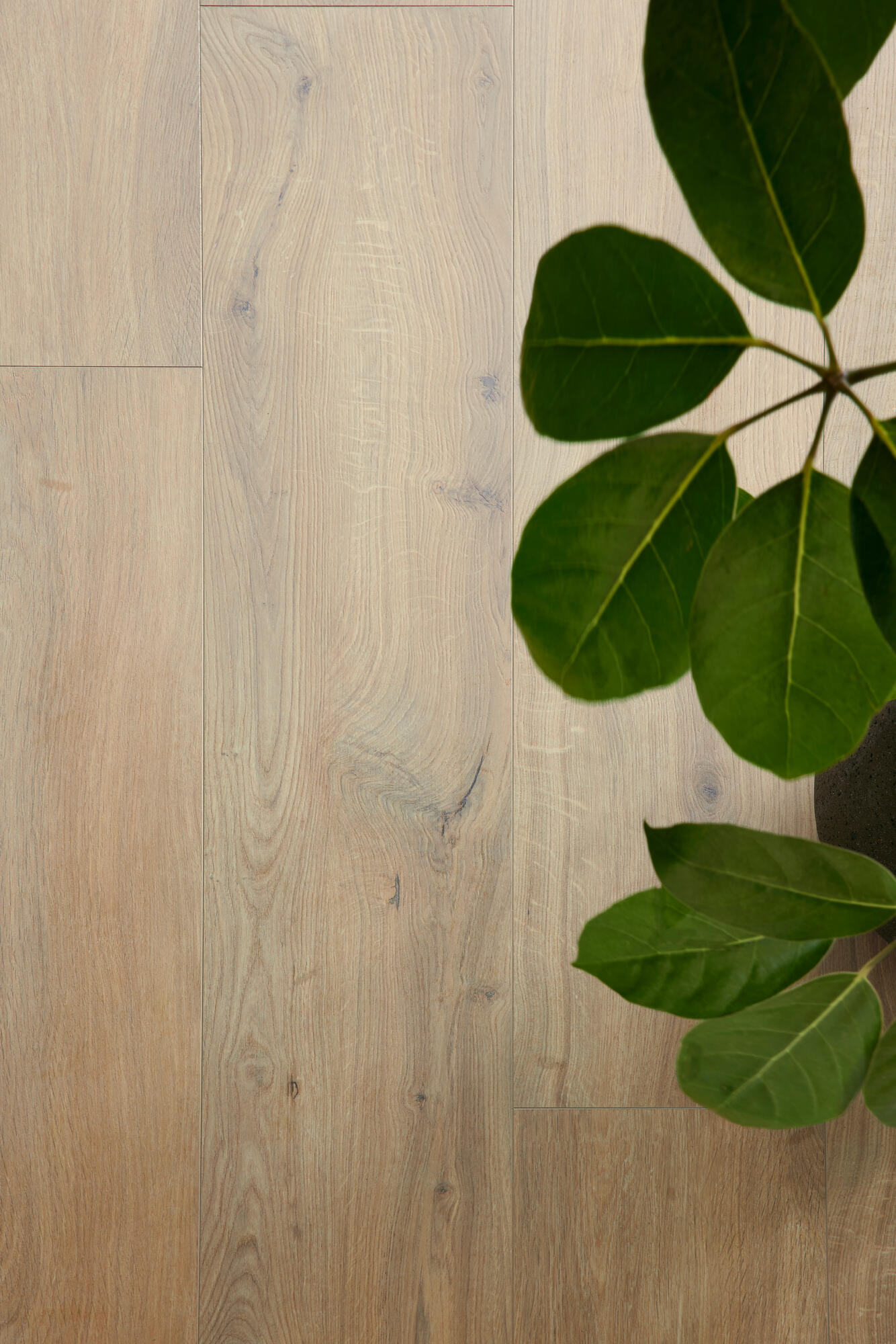 Gyant Xl Warm Natural